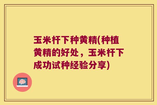 玉米杆下种黄精(种植黄精的好处,玉米杆下成功试种经验分享) 玉米杆下种黄精(种植黄精的好处,玉米杆下成功试种经验分享)