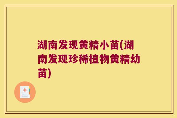 湖南发现黄精小苗(湖南发现珍稀植物黄精幼苗) 湖南发现黄精小苗(湖南发现珍稀植物黄精幼苗)