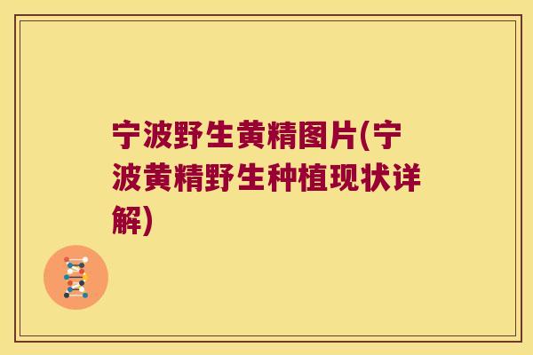 宁波野生黄精图片(宁波黄精野生种植现状详解)