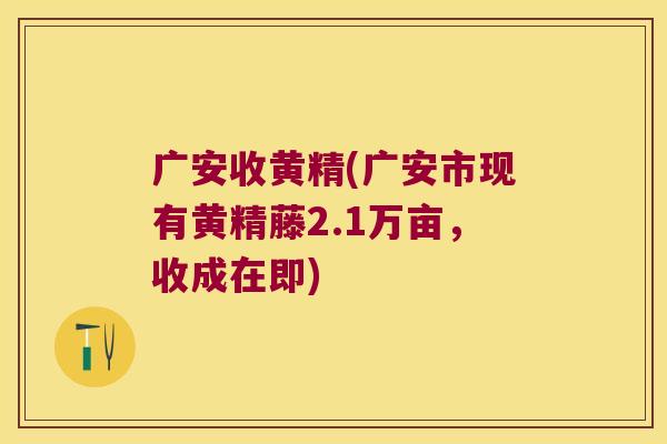 广安收黄精(广安市现有黄精藤2.1万亩，收成在即)