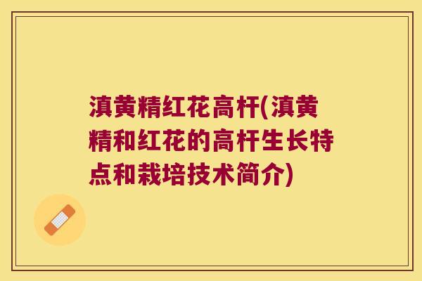 滇黄精红花高杆(滇黄精和红花的高杆生长特点和栽培技术简介)
