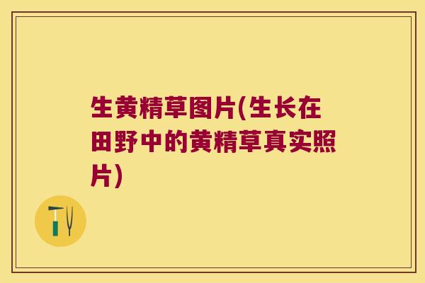 生黄精草图片(生长在田野中的黄精草真实照片) 生黄精草图片(生长在田野中的黄精草真实照片)