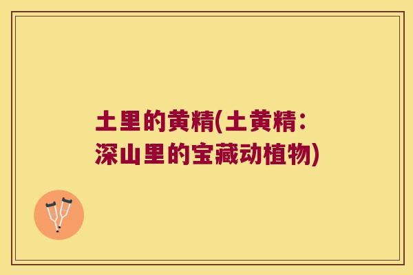 土里的黄精(土黄精:深山里的宝藏动植物) 土里的黄精(土黄精:深山里的宝藏动植物)