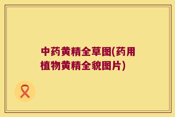 黄精全草图(药用植物黄精全貌图片)