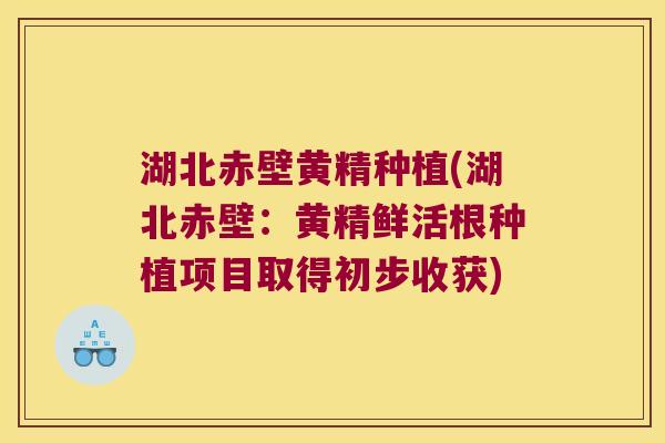 湖北赤壁黄精种植(湖北赤壁:黄精鲜活根种植项目取得初步收获) 湖北赤壁黄精种植(湖北赤壁:黄精鲜活根种植项目取得初步收获)