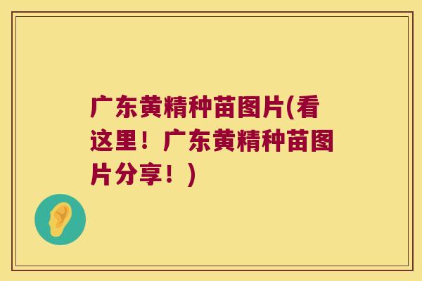 广东黄精种苗图片(看这里!广东黄精种苗图片分享!) 广东黄精种苗图片(看这里!广东黄精种苗图片分享!)