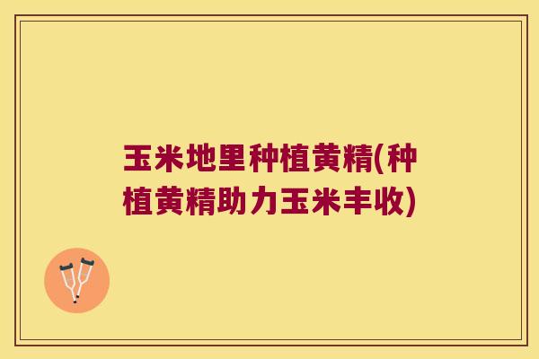 玉米地里种植黄精(种植黄精助力玉米丰收)