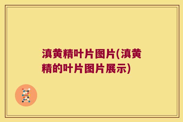 滇黄精叶片图片(滇黄精的叶片图片展示) 滇黄精叶片图片(滇黄精的叶片图片展示)