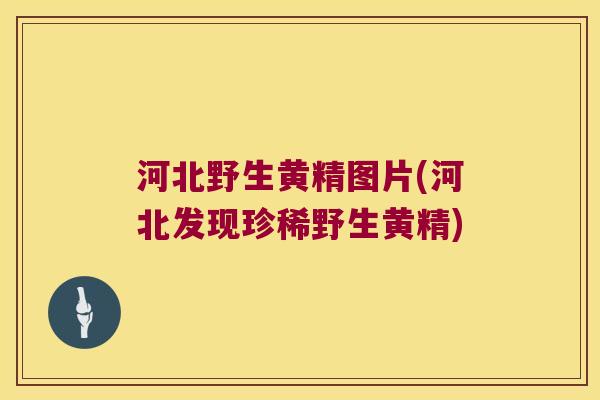 河北野生黄精图片(河北发现珍稀野生黄精)