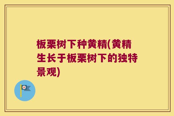 板栗树下种黄精(黄精生长于板栗树下的独特景观) 板栗树下种黄精(黄精生长于板栗树下的独特景观)