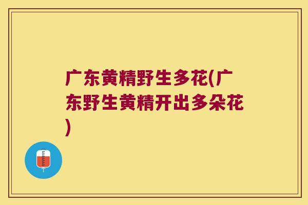 广东黄精野生多花(广东野生黄精开出多朵花) 广东黄精野生多花(广东野生黄精开出多朵花)