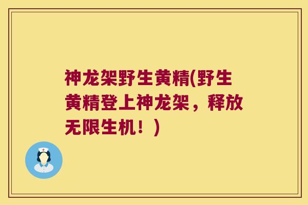 神龙架野生黄精(野生黄精登上神龙架，释放无限生机！)