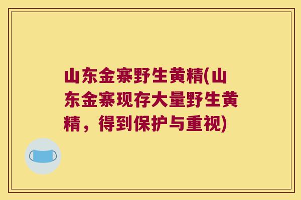 山东金寨野生黄精(山东金寨现存大量野生黄精，得到保护与重视)
