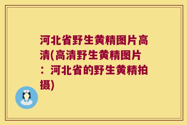 河北省野生黄精图片高清(高清野生黄精图片：河北省的野生黄精拍摄)