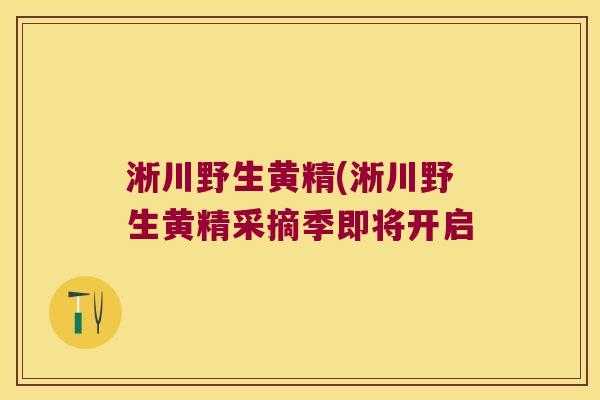 淅川野生黄精(淅川野生黄精采摘季即将开启