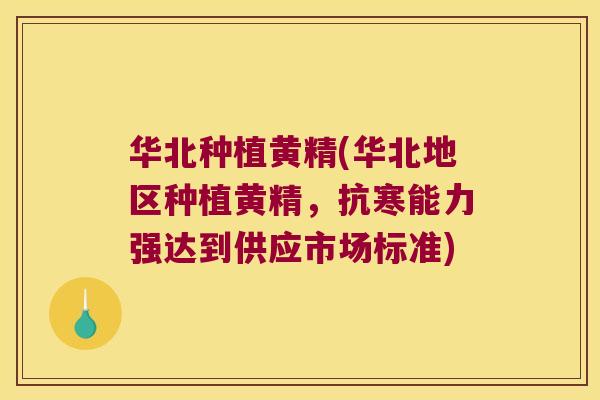 华北种植黄精(华北地区种植黄精，抗寒能力强达到供应市场标准)