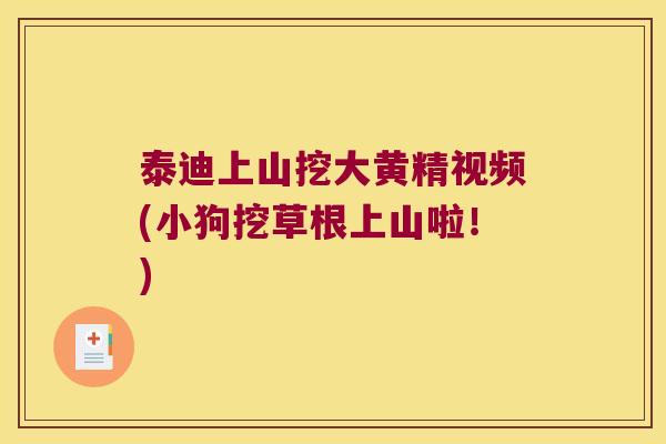 泰迪上山挖大黄精视频(小狗挖草根上山啦！)