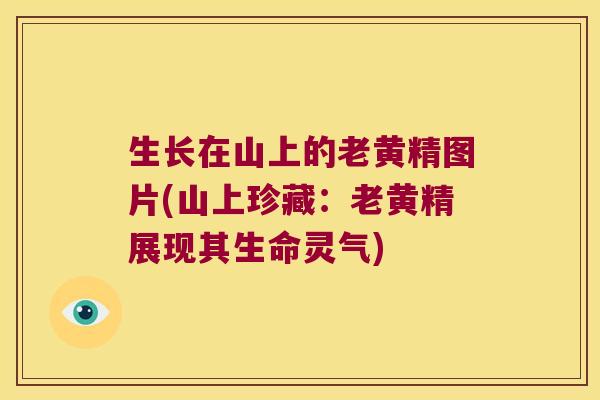 生长在山上的老黄精图片(山上珍藏:老黄精展现其生命灵气) 生长在山上的老黄精图片(山上珍藏:老黄精展现其生命灵气)