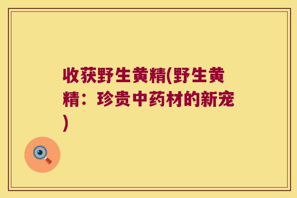 收获野生黄精(野生黄精：珍贵材的新宠)