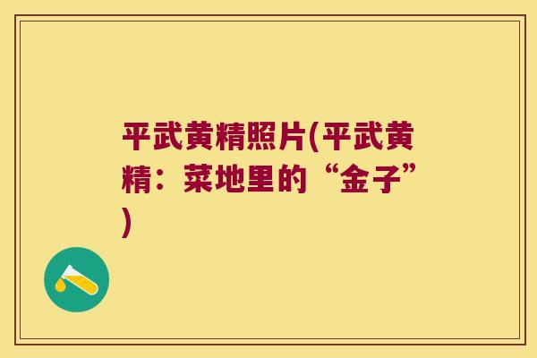 平武黄精照片(平武黄精：菜地里的“金子”)