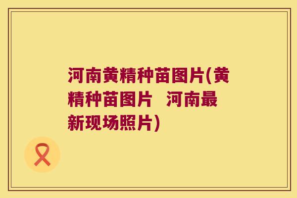河南黄精种苗图片(黄精种苗图片  河南新现场照片)