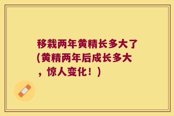 移栽两年黄精长多大了(黄精两年后成长多大，惊人变化！)