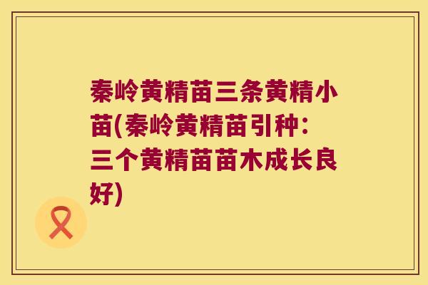 秦岭黄精苗三条黄精小苗(秦岭黄精苗引种：三个黄精苗苗木成长良好)