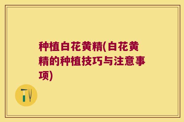 种植白花黄精(白花黄精的种植技巧与注意事项) 种植白花黄精(白花黄精的种植技巧与注意事项)