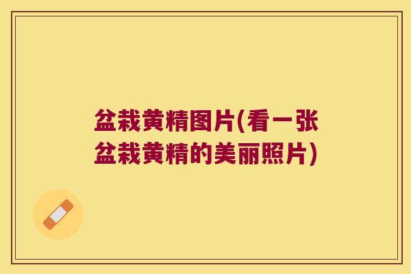 盆栽黄精图片(看一张盆栽黄精的美丽照片) 盆栽黄精图片(看一张盆栽黄精的美丽照片)