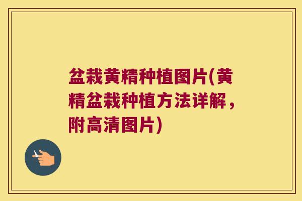 盆栽黄精种植图片(黄精盆栽种植方法详解,附高清图片) 盆栽黄精种植图片(黄精盆栽种植方法详解,附高清图片)