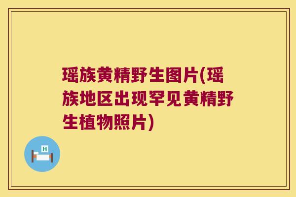 瑶族黄精野生图片(瑶族地区出现罕见黄精野生植物照片)
