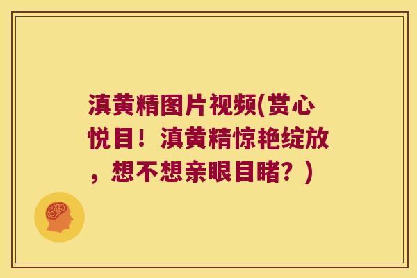 滇黄精图片视频(赏心悦目!滇黄精惊艳绽放,想不想亲眼目睹?) 滇黄精图片视频(赏心悦目!滇黄精惊艳绽放,想不想亲眼目睹?)
