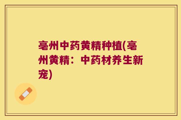 亳州黄精种植(亳州黄精：材养生新宠)