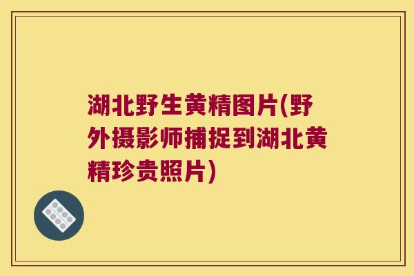 湖北野生黄精图片(野外摄影师捕捉到湖北黄精珍贵照片)