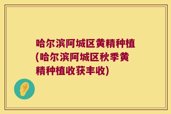 哈尔滨阿城区黄精种植(哈尔滨阿城区秋季黄精种植收获丰收)