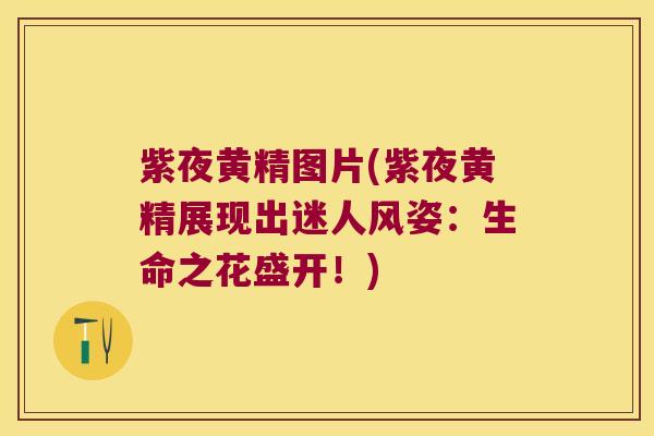 紫夜黄精图片(紫夜黄精展现出迷人风姿：生命之花盛开！)