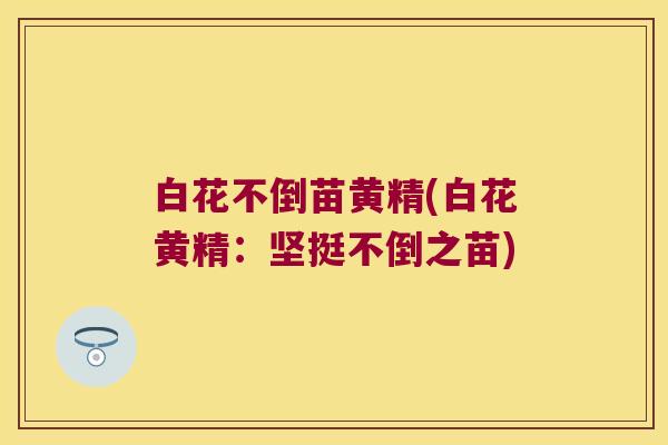 白花不倒苗黄精(白花黄精:坚挺不倒之苗) 白花不倒苗黄精(白花黄精:坚挺不倒之苗)