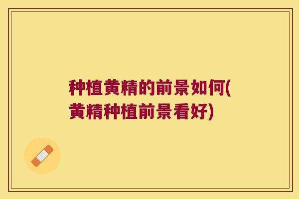 种植黄精的前景如何(黄精种植前景看好)