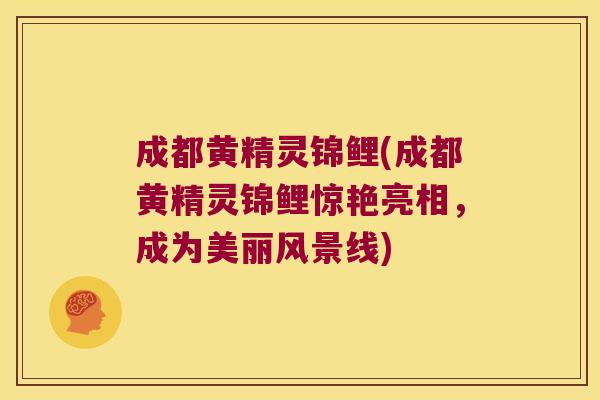 成都黄精灵锦鲤(成都黄精灵锦鲤惊艳亮相,成为美丽风景线) 成都黄精灵锦鲤(成都黄精灵锦鲤惊艳亮相,成为美丽风景线)
