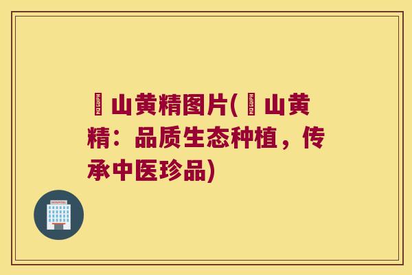 矷山黄精图片(矷山黄精:品质生态种植,传承中医珍品) 矷山黄精图片(矷山黄精:品质生态种植,传承中医珍品)