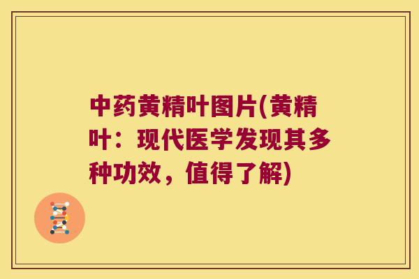 黄精叶图片(黄精叶:现代医学发现其多种功效,值得了解) 黄精叶图片(黄精叶:现代医学发现其多种功效,值得了解)
