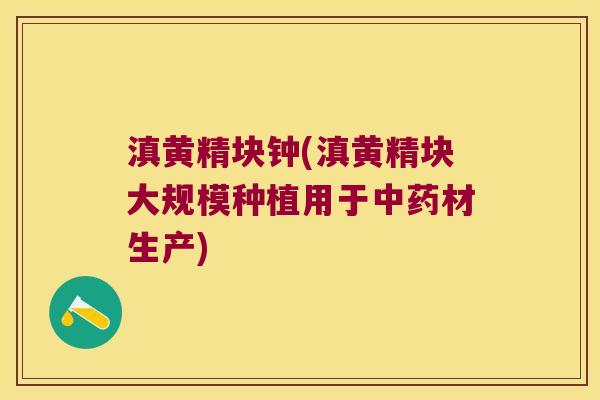 滇黄精块钟(滇黄精块大规模种植用于材生产) 滇黄精块钟(滇黄精块大规模种植用于材生产)