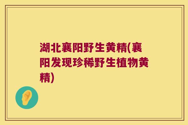 湖北襄阳野生黄精(襄阳发现珍稀野生植物黄精)