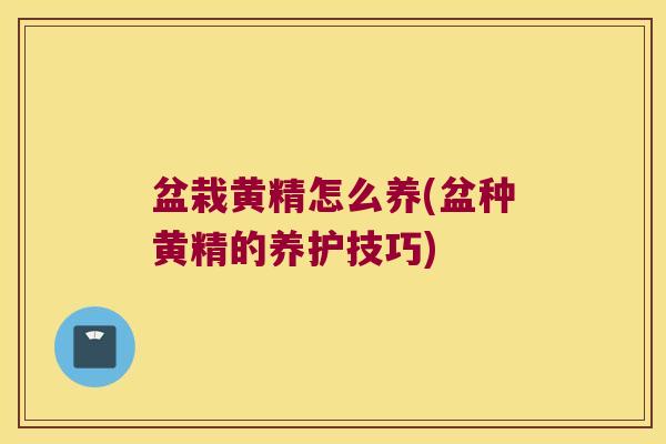 盆栽黄精怎么养(盆种黄精的养护技巧) 盆栽黄精怎么养(盆种黄精的养护技巧)