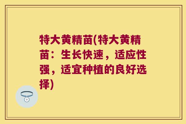 特大黄精苗(特大黄精苗:生长快速,适应性强,适宜种植的良好选择) 特大黄精苗(特大黄精苗:生长快速,适应性强,适宜种植的良好选择)