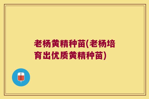 老杨黄精种苗(老杨培育出优质黄精种苗) 老杨黄精种苗(老杨培育出优质黄精种苗)