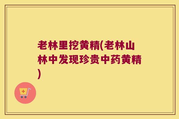 老林里挖黄精(老林山林中发现珍贵黄精)