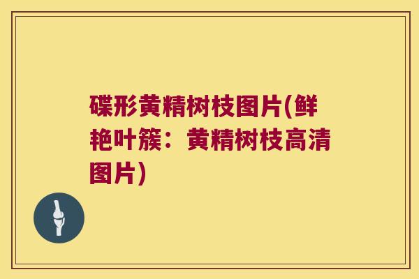 碟形黄精树枝图片(鲜艳叶簇：黄精树枝高清图片)