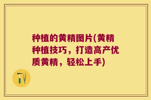 种植的黄精图片(黄精种植技巧，打造高产优质黄精，轻松上手)