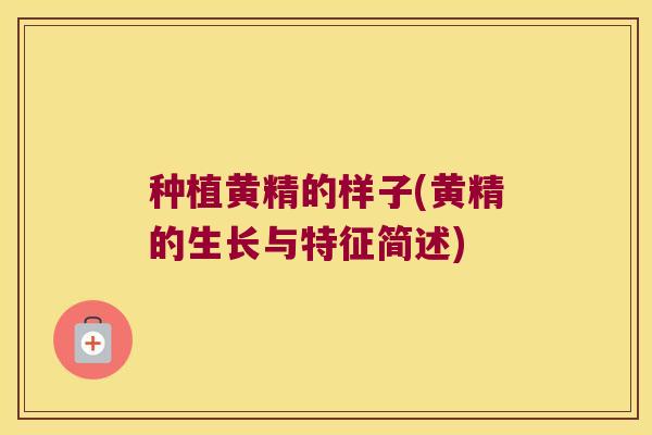 种植黄精的样子(黄精的生长与特征简述)